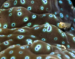 A small goby resting amongst the mantle of a giant clam. ... by Cal Mero 
